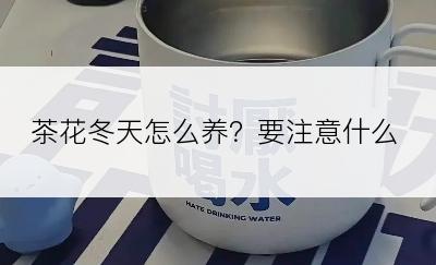 茶花冬天怎么养？要注意什么