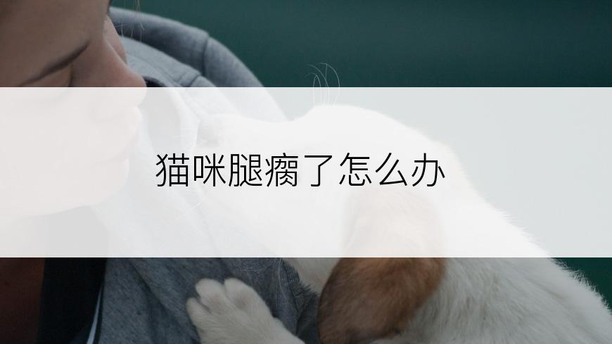 猫咪腿瘸了怎么办