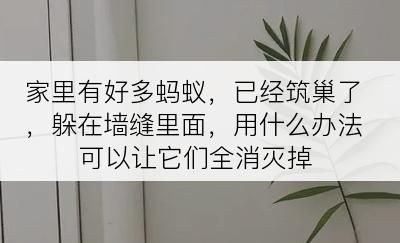 家里有好多蚂蚁，已经筑巢了，躲在墙缝里面，用什么办法可以让它们全消灭掉