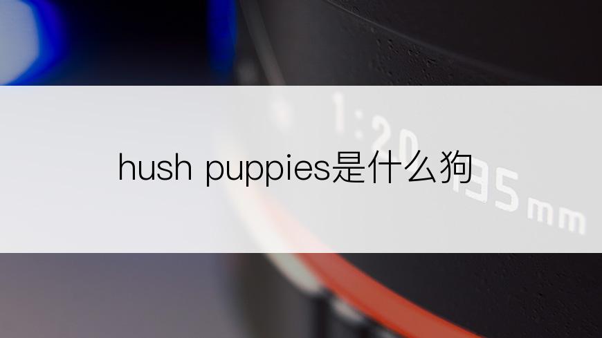 hush puppies是什么狗