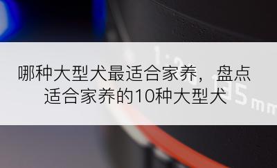 哪种大型犬最适合家养，盘点适合家养的10种大型犬