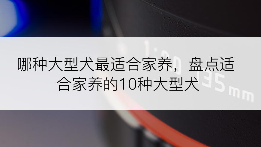 哪种大型犬最适合家养，盘点适合家养的10种大型犬