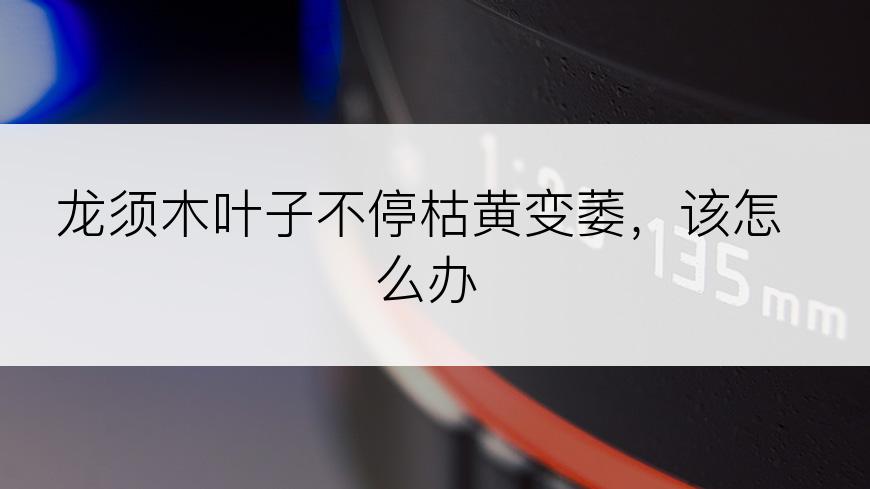 龙须木叶子不停枯黄变萎，该怎么办