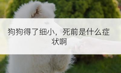 狗狗得了细小，死前是什么症状啊