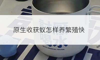 原生收获蚁怎样养繁殖快