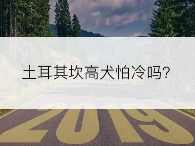 土耳其坎高犬怕冷吗?