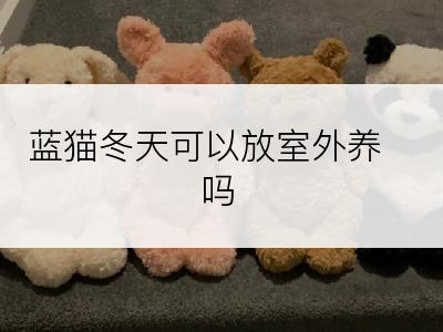 蓝猫冬天可以放室外养吗