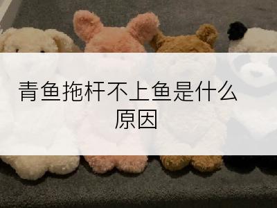 青鱼拖杆不上鱼是什么原因