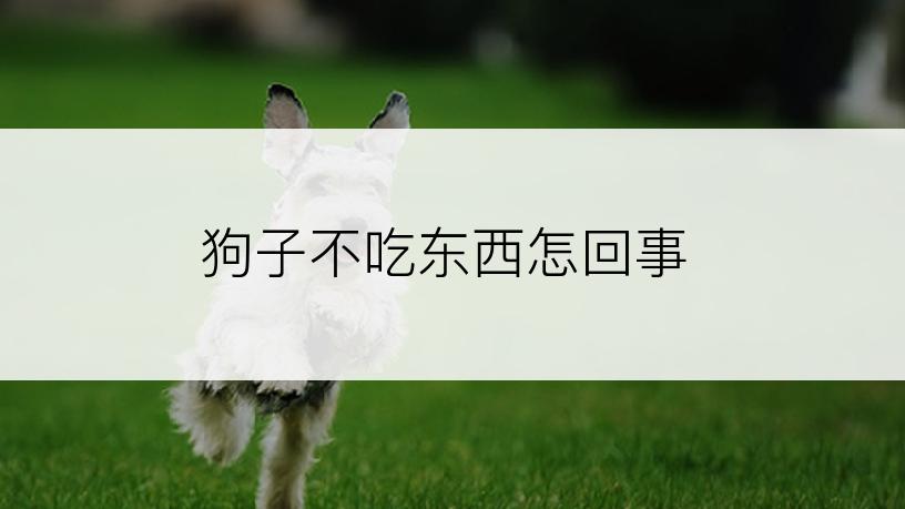 狗子不吃东西怎回事