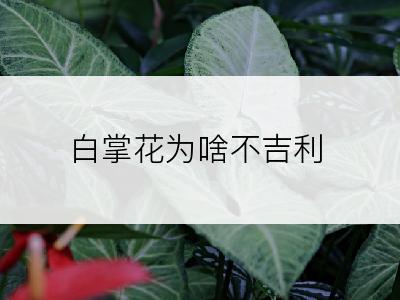 白掌花为啥不吉利