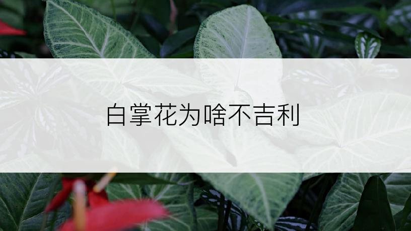 白掌花为啥不吉利