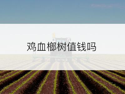 鸡血榔树值钱吗