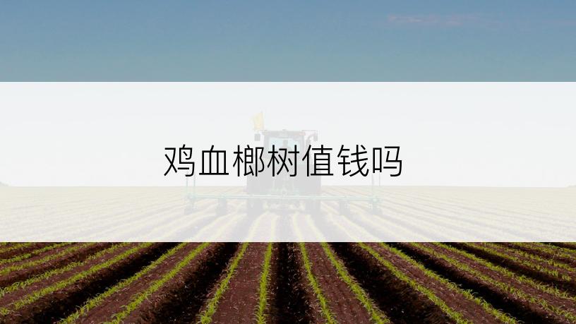 鸡血榔树值钱吗