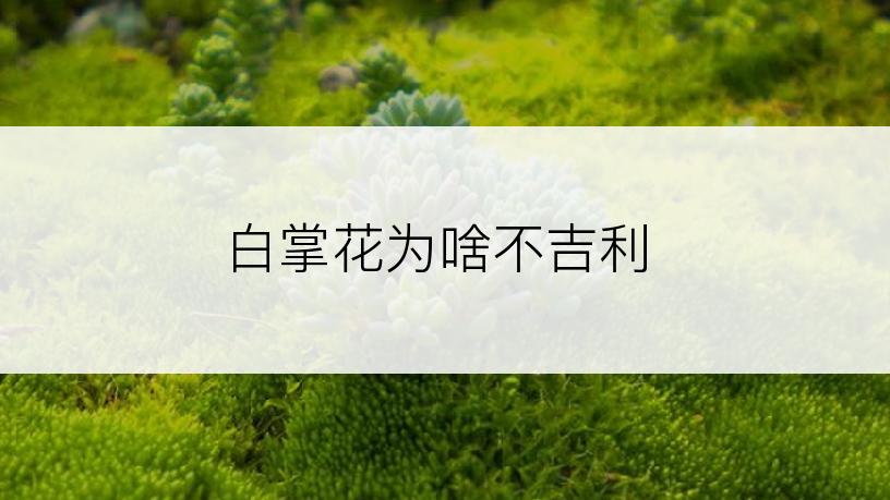 白掌花为啥不吉利