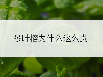 琴叶榕为什么这么贵