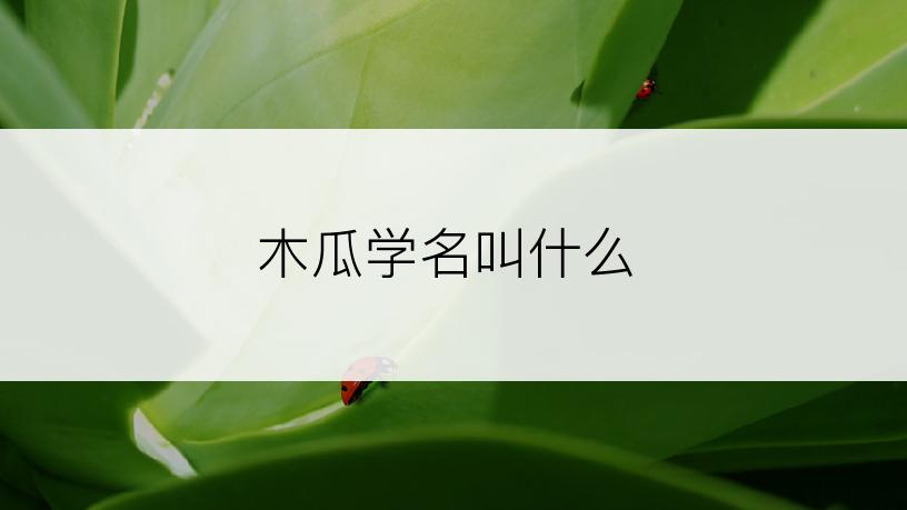 木瓜学名叫什么