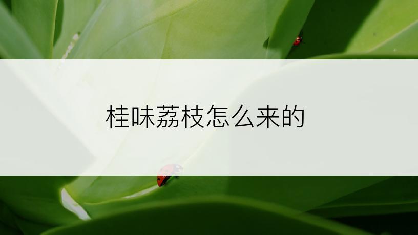 桂味荔枝怎么来的