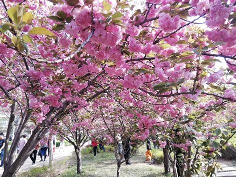 广州看樱花的地方