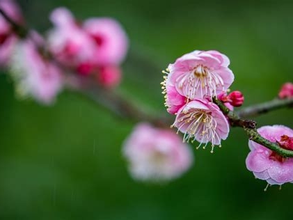 重庆红梅花哪里多