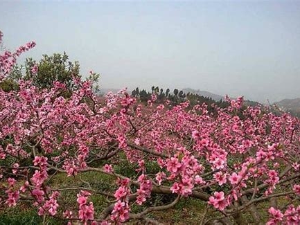 龙泉山桃花什么时候开