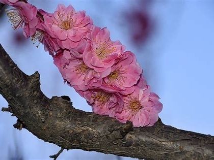 西安梅花景点