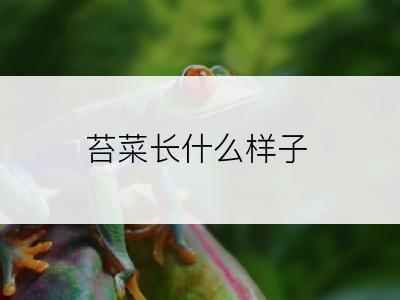 苔菜长什么样子