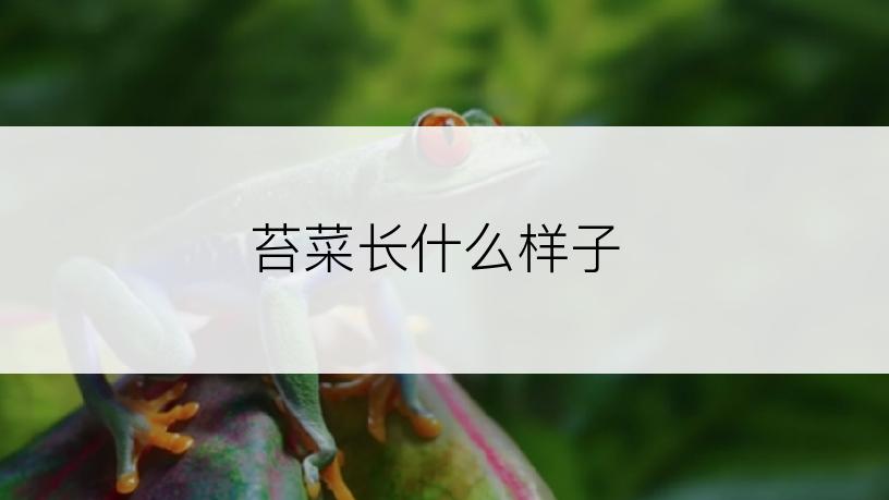 苔菜长什么样子