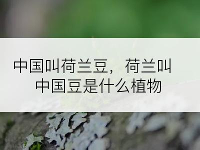 中国叫荷兰豆，荷兰叫中国豆是什么植物