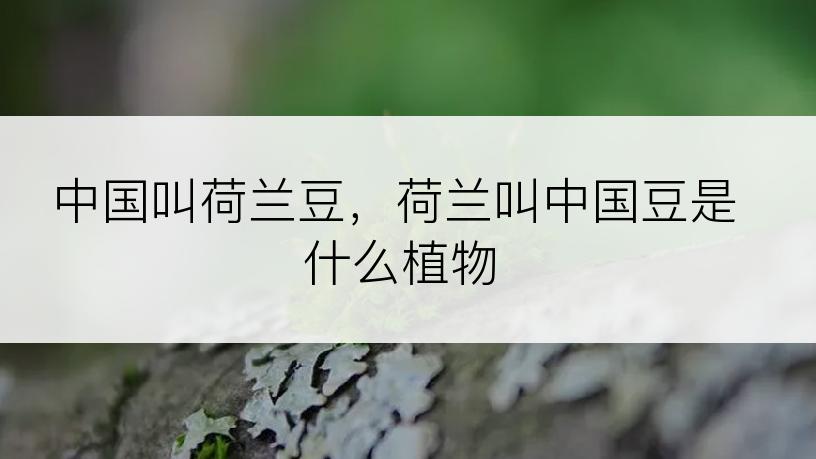 中国叫荷兰豆，荷兰叫中国豆是什么植物