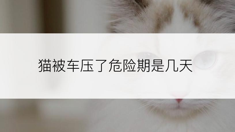 猫被车压了危险期是几天