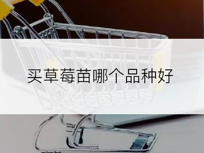 买草莓苗哪个品种好