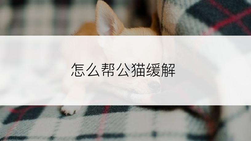 怎么帮公猫缓解