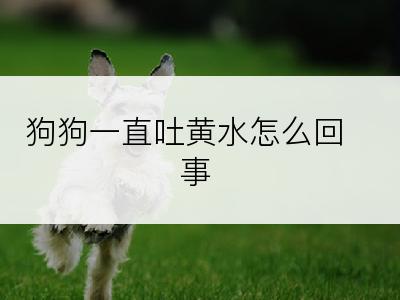 狗狗一直吐黄水怎么回事