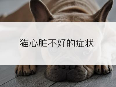 猫心脏不好的症状