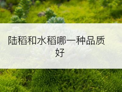 陆稻和水稻哪一种品质好