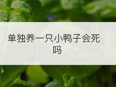 单独养一只小鸭子会死吗