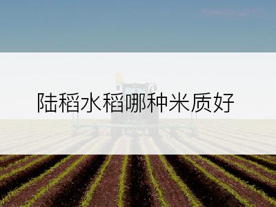 陆稻水稻哪种米质好