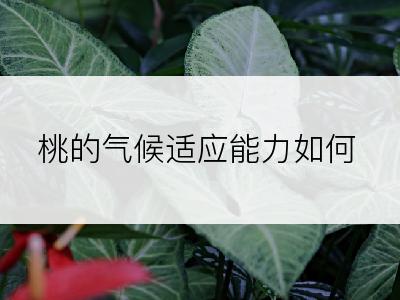 桃的气候适应能力如何