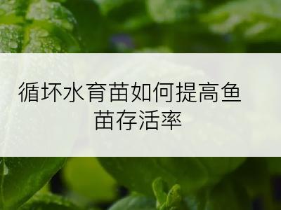 循坏水育苗如何提高鱼苗存活率