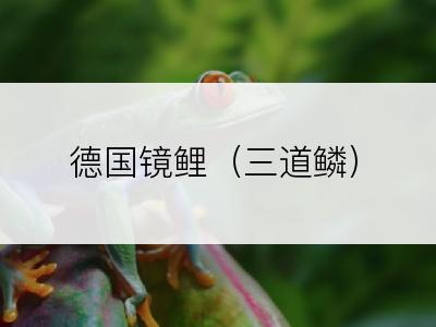 德国镜鲤（三道鳞）