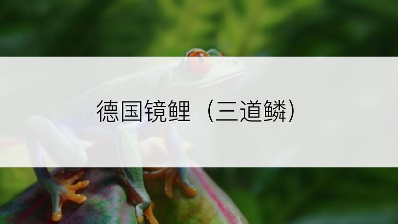 德国镜鲤（三道鳞）