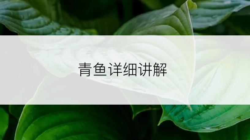 青鱼详细讲解