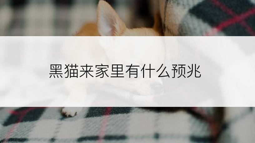 黑猫来家里有什么预兆