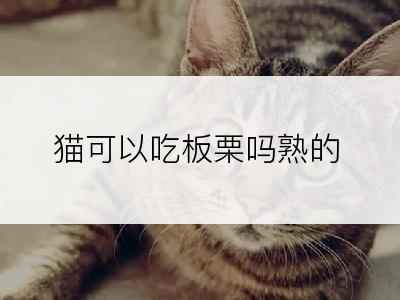 猫可以吃板栗吗熟的