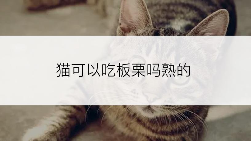 猫可以吃板栗吗熟的