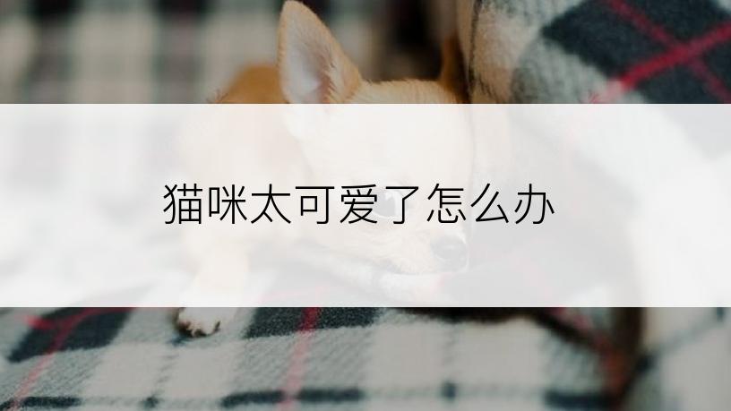 猫咪太可爱了怎么办