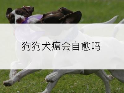 狗狗犬瘟会自愈吗