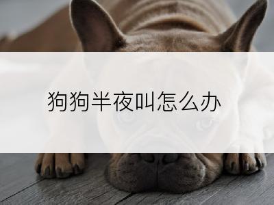 狗狗半夜叫怎么办