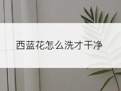 西蓝花怎么洗才干净