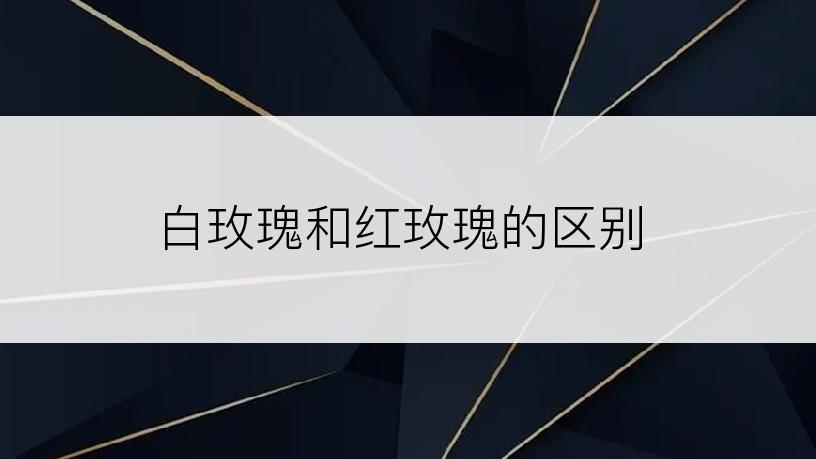 白玫瑰和红玫瑰的区别